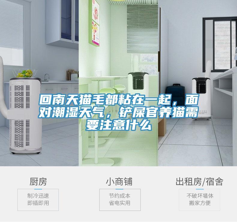 回南天猫毛都粘在一起，面对潮湿天气，铲屎官养猫需要注意什么