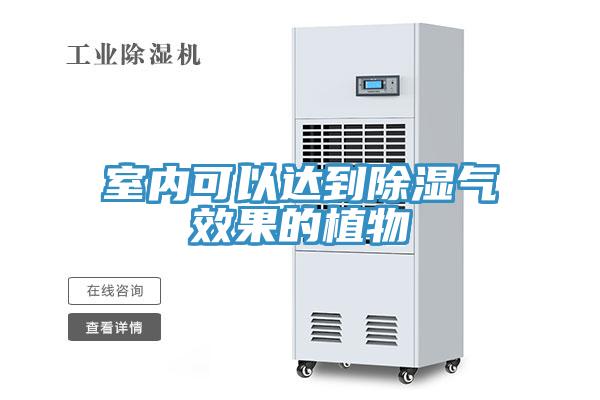 室内可以达到除湿气效果的植物