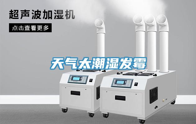 天气太潮湿发霉