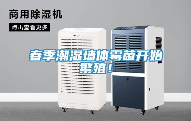 春季潮湿墙体霉菌开始繁殖！