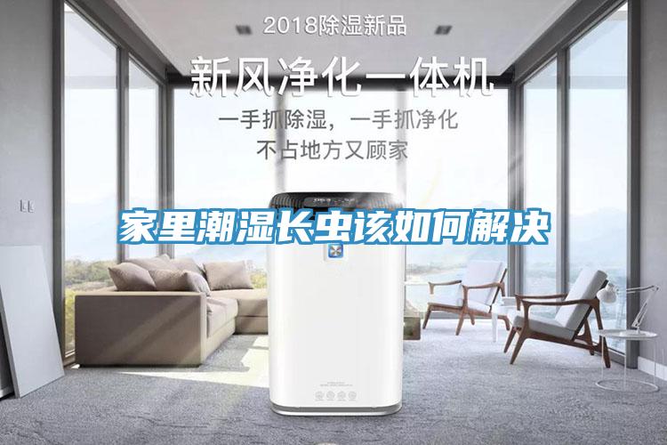 家里潮湿长虫该如何解决