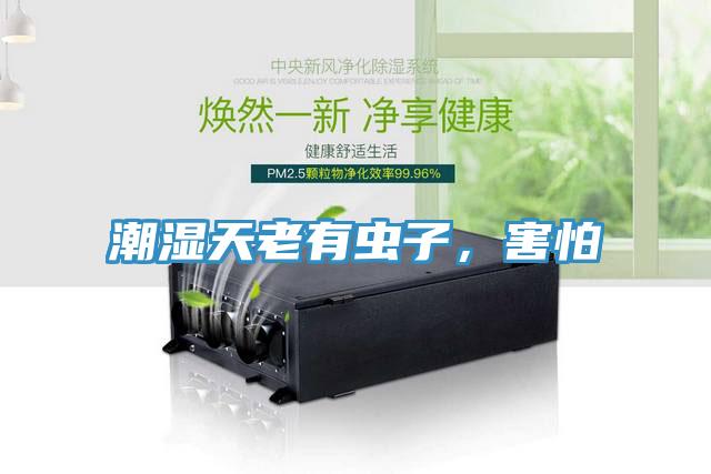 潮湿天老有虫子，害怕