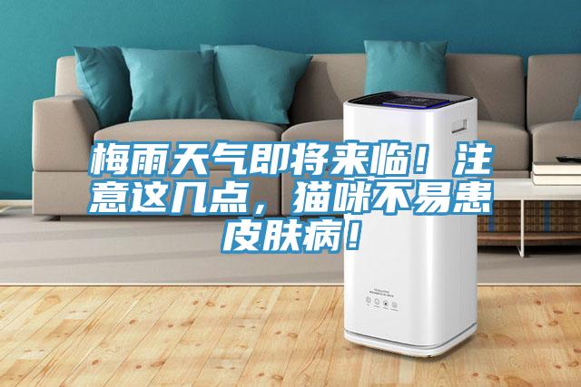 梅雨天气即将来临！注意这几点，猫咪不易患皮肤病！