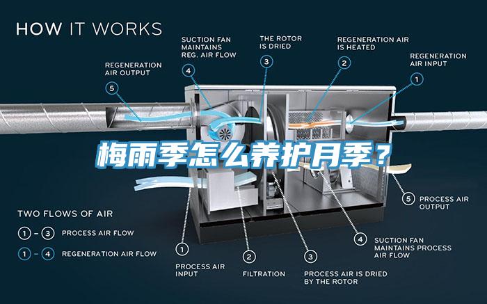 梅雨季怎么养护月季？