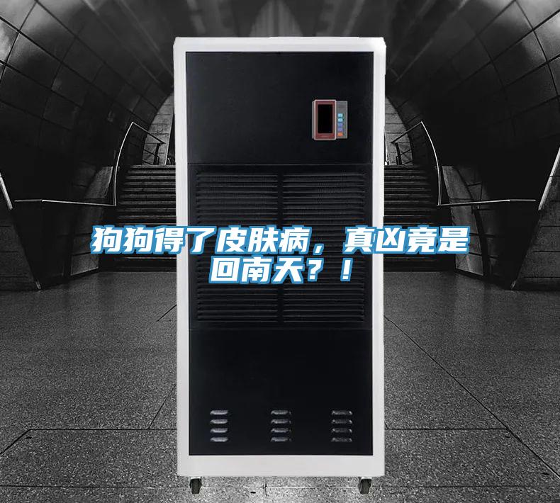 狗狗得了皮肤病，真凶竟是回南天？！
