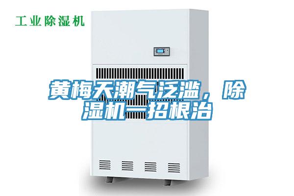 黄梅天潮气泛滥，除湿机一招根治