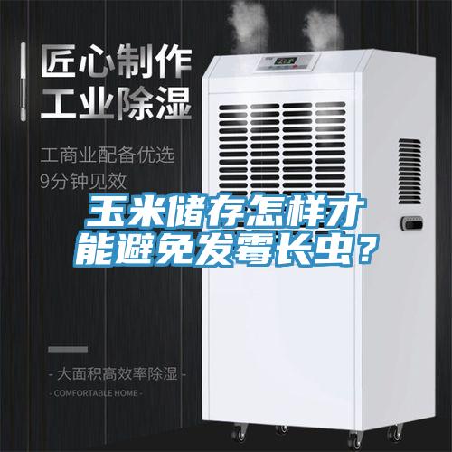 玉米储存怎样才能避免发霉长虫？