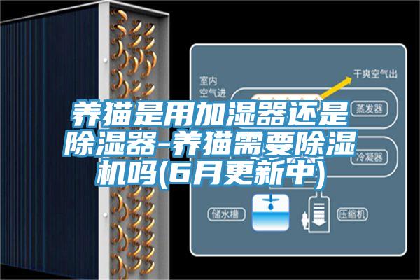 养猫是用加湿器还是除湿器-养猫需要除湿机吗(6月更新中)