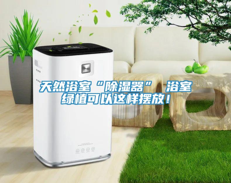 天然浴室“除湿器” 浴室绿植可以这样摆放！