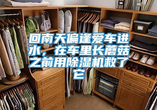 回南天偏逢爱车进水，在车里长蘑菇之前用除湿机救了它