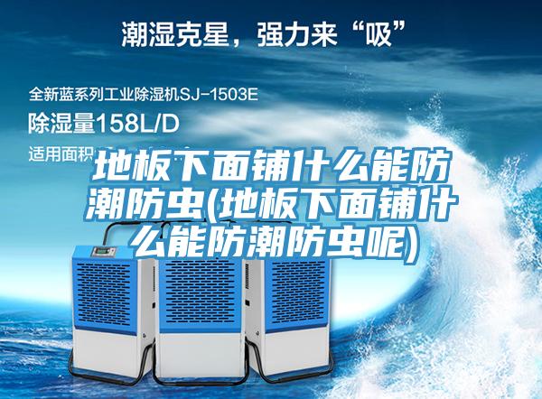 地板下面铺什么能防潮防虫(地板下面铺什么能防潮防虫呢)