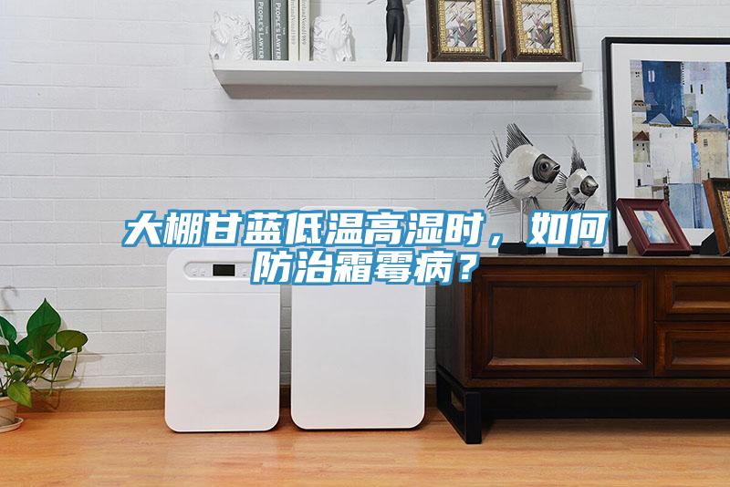 大棚甘蓝低温高湿时，如何防治霜霉病？