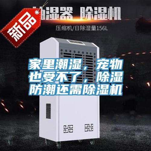 家里潮湿，宠物也受不了，除湿防潮还需除湿机