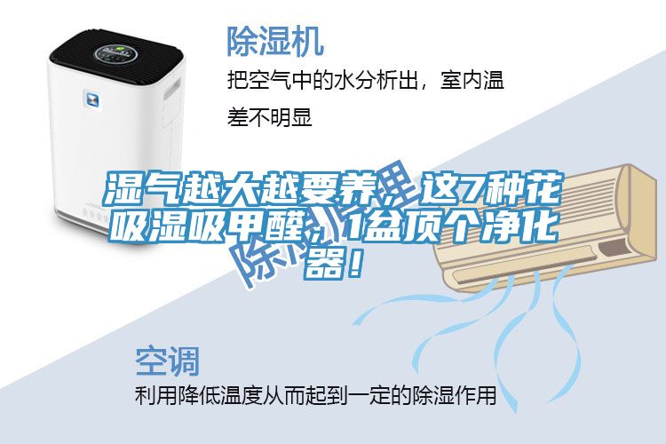 湿气越大越要养，这7种花吸湿吸甲醛，1盆顶个净化器！