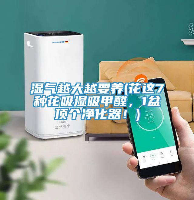 湿气越大越要养(花这7种花吸湿吸甲醛，1盆顶个净化器！)